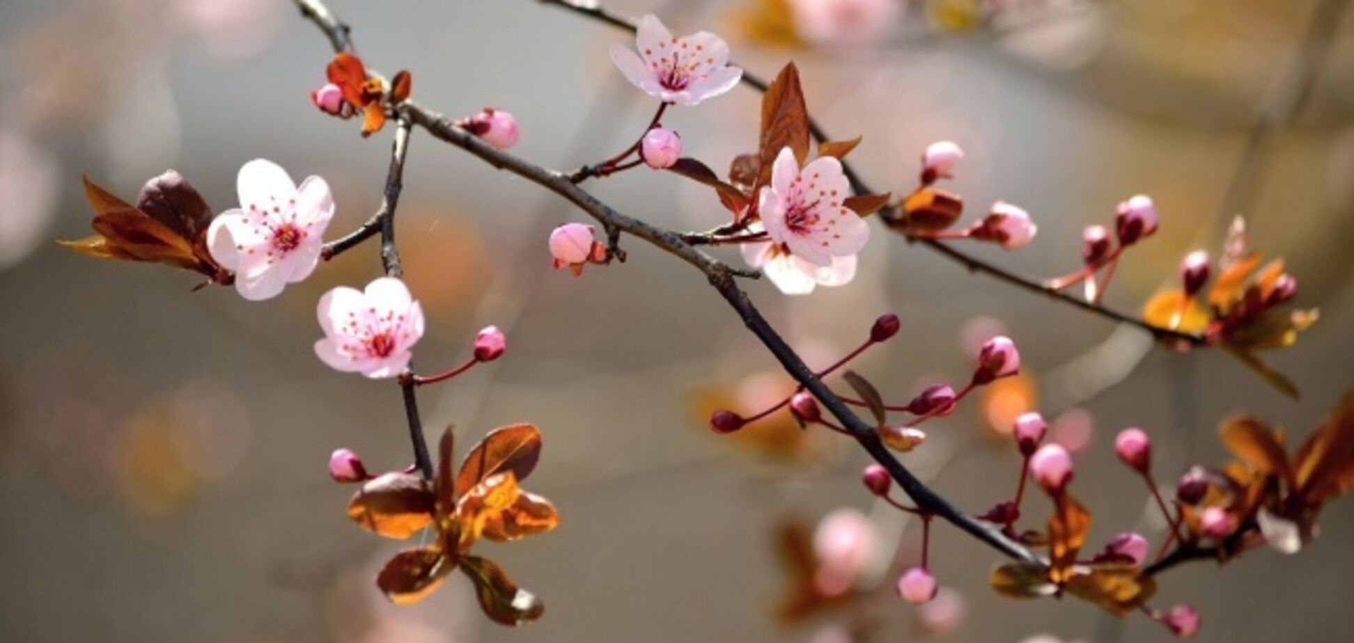 До +21: синоптики пообещали резкое потепление в Украине