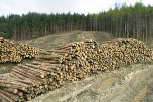 Рада "влаштувала" амністію для "чорних" лісорубів в Україні: що відомо