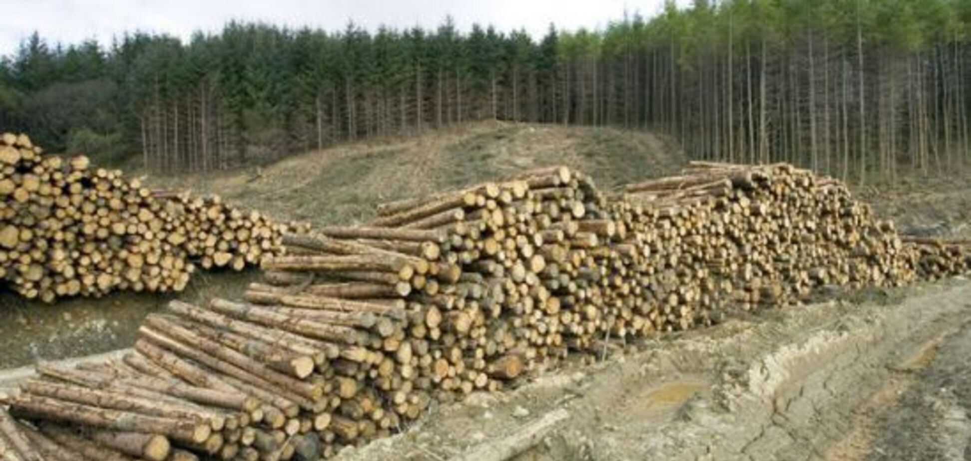 Рада 'влаштувала' амністію для 'чорних' лісорубів в Україні: що відомо