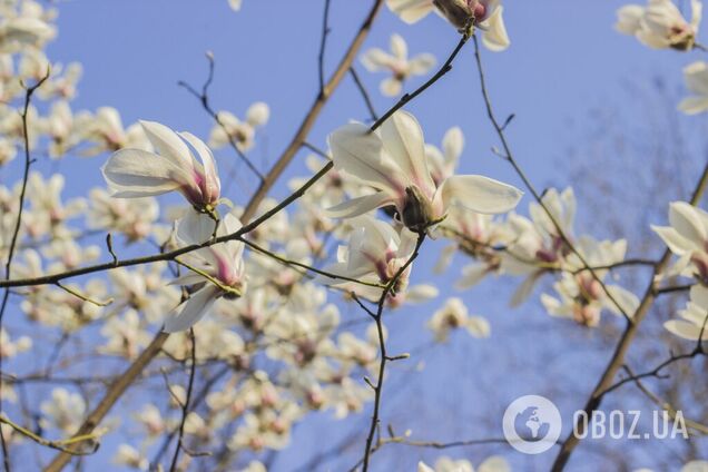 В Киеве расцвели первые магнолии: яркие фото