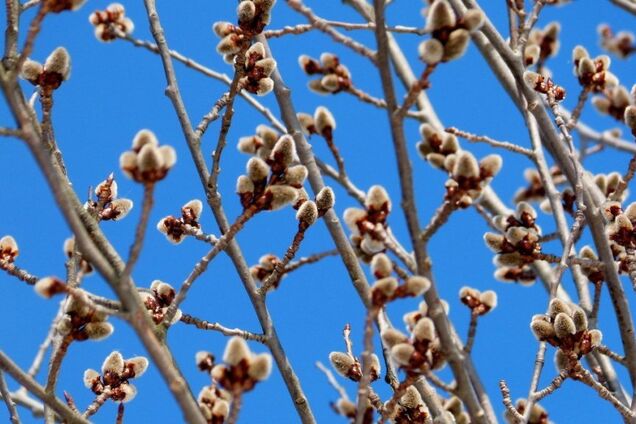 Весна в разгаре: в Украине резко потеплеет до +22