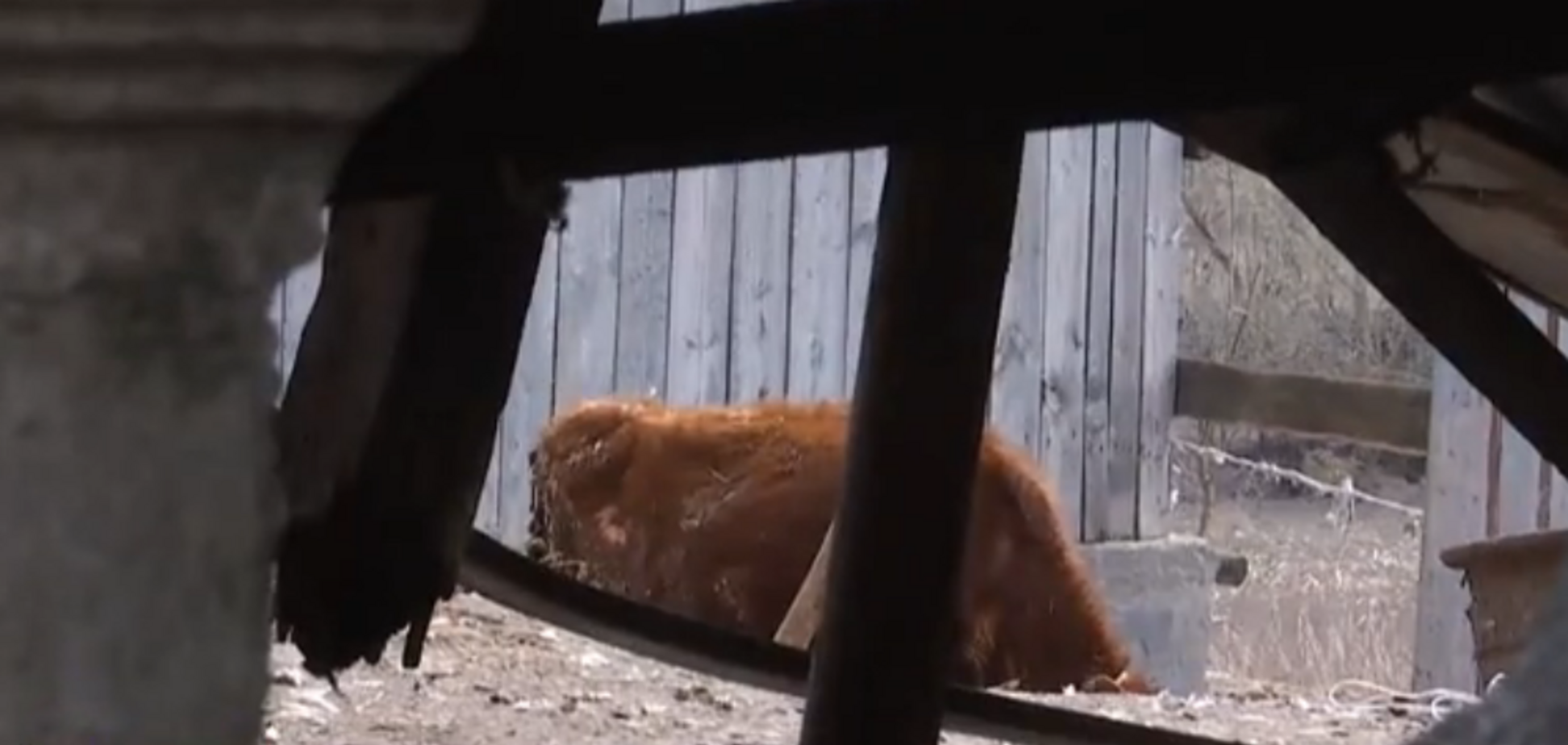 Трупи в підвалі: жителі села на Тернопільщині поскаржилися на моторошне сусідство