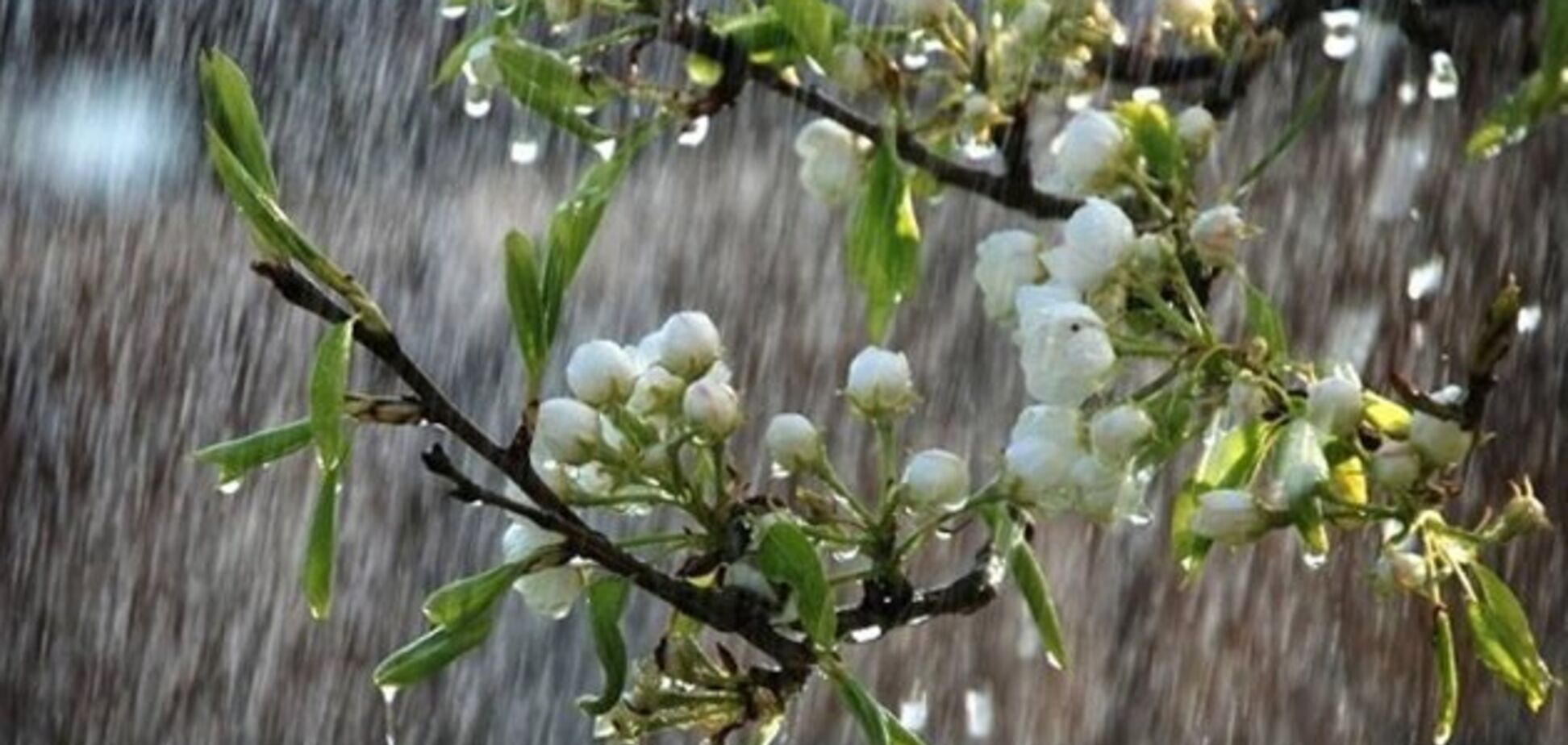 Україну накриє дощовий фронт: синоптик дала прогноз