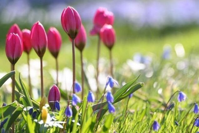 Лето на носу: синоптики уточнили теплый прогноз погоды в Украине