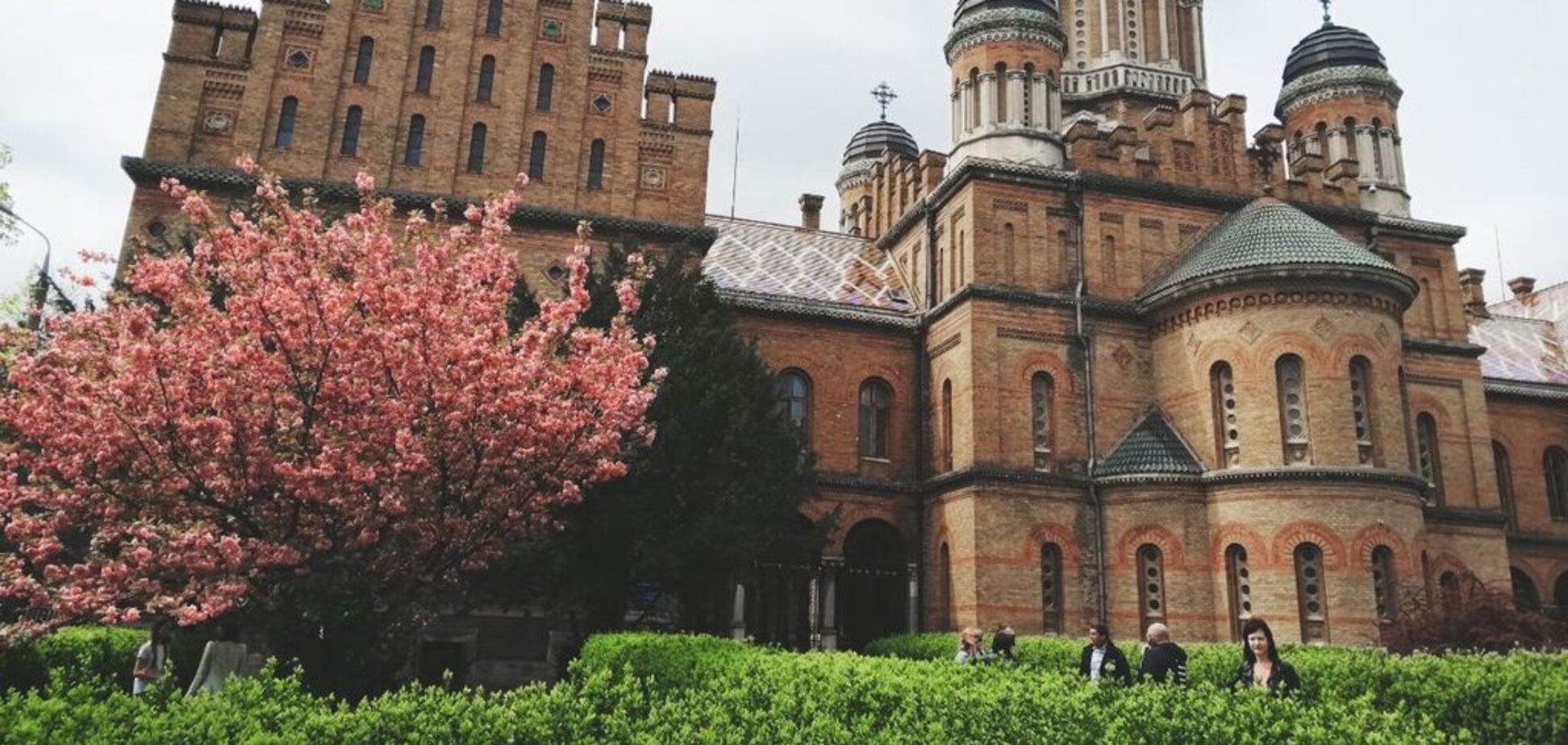 Цветущие сакуры и храмы: появились завораживающие фото весенних Черновцов