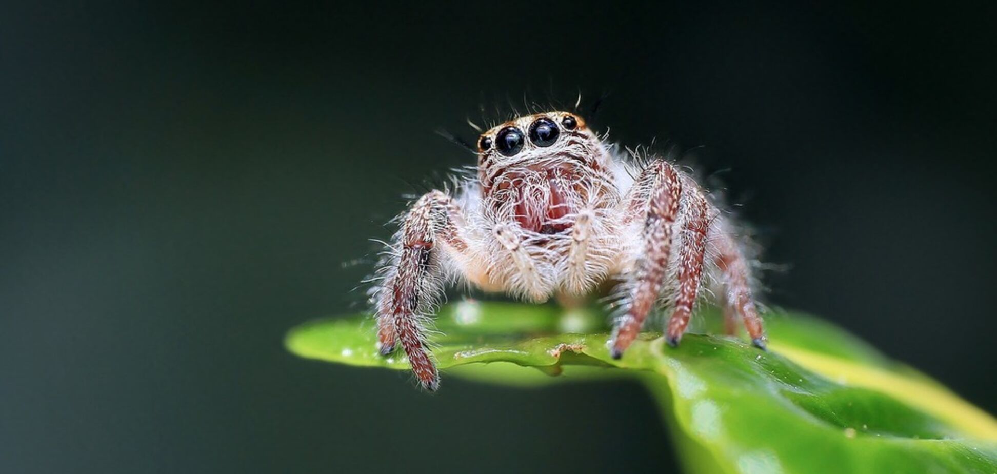 Отрута павуків вразила своїми властивостями