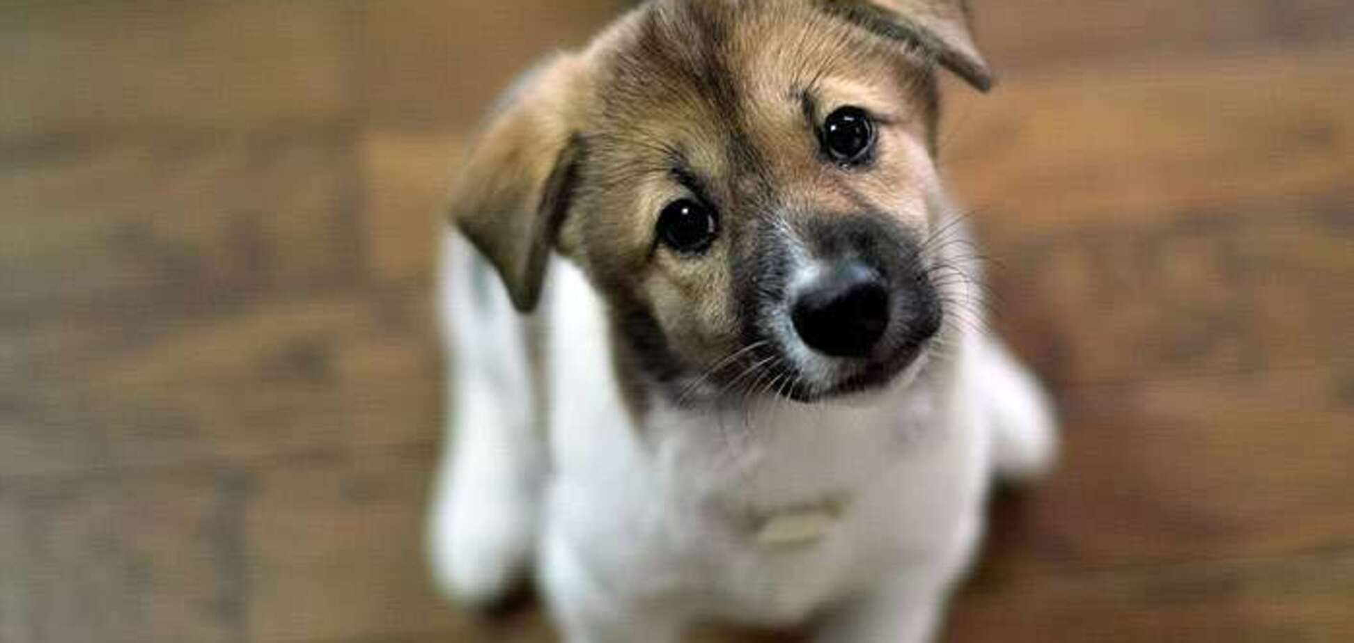 Туристка подобрала бездомного щенка и жестко поплатилась