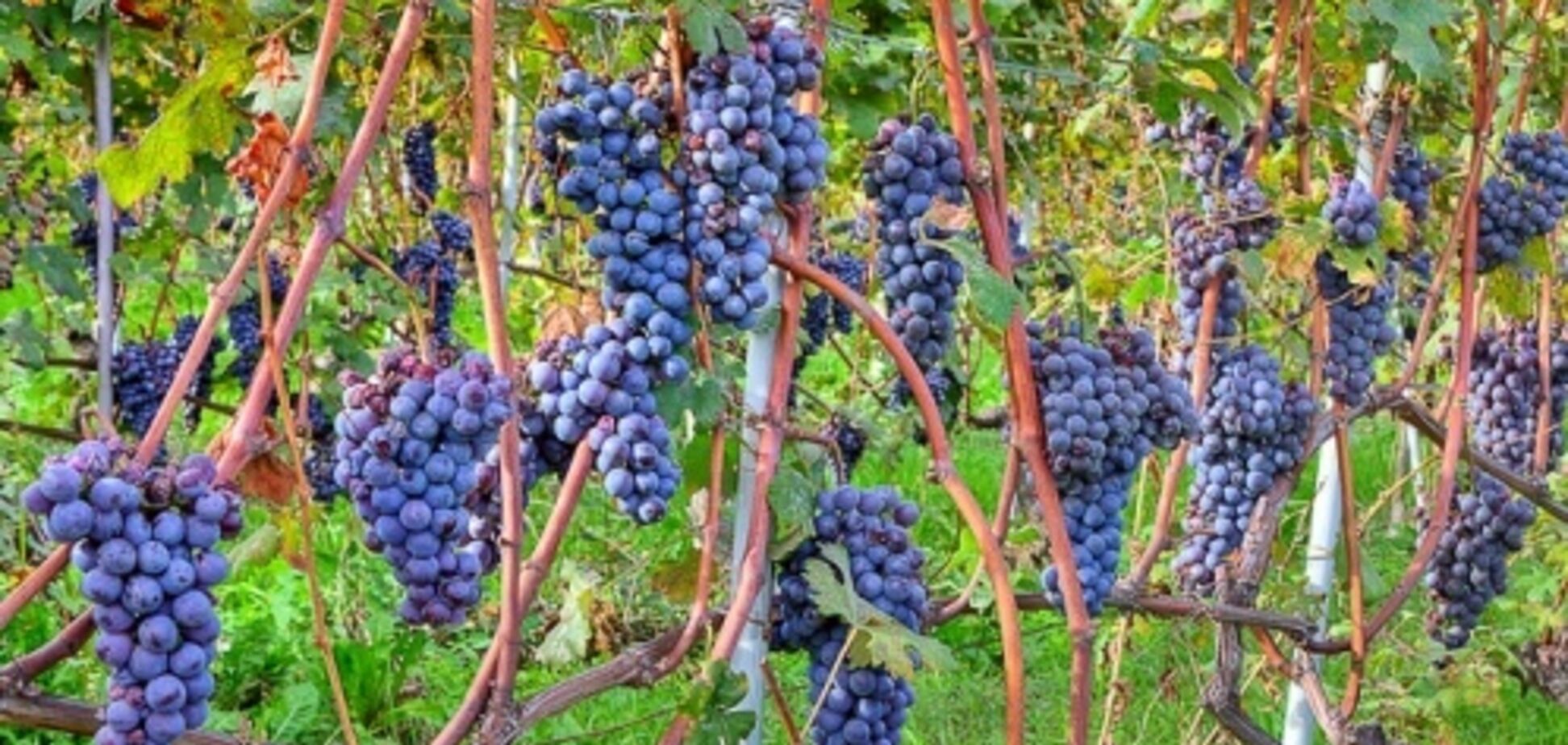 В Италии огнем спасают виноградники: опубликовано видео