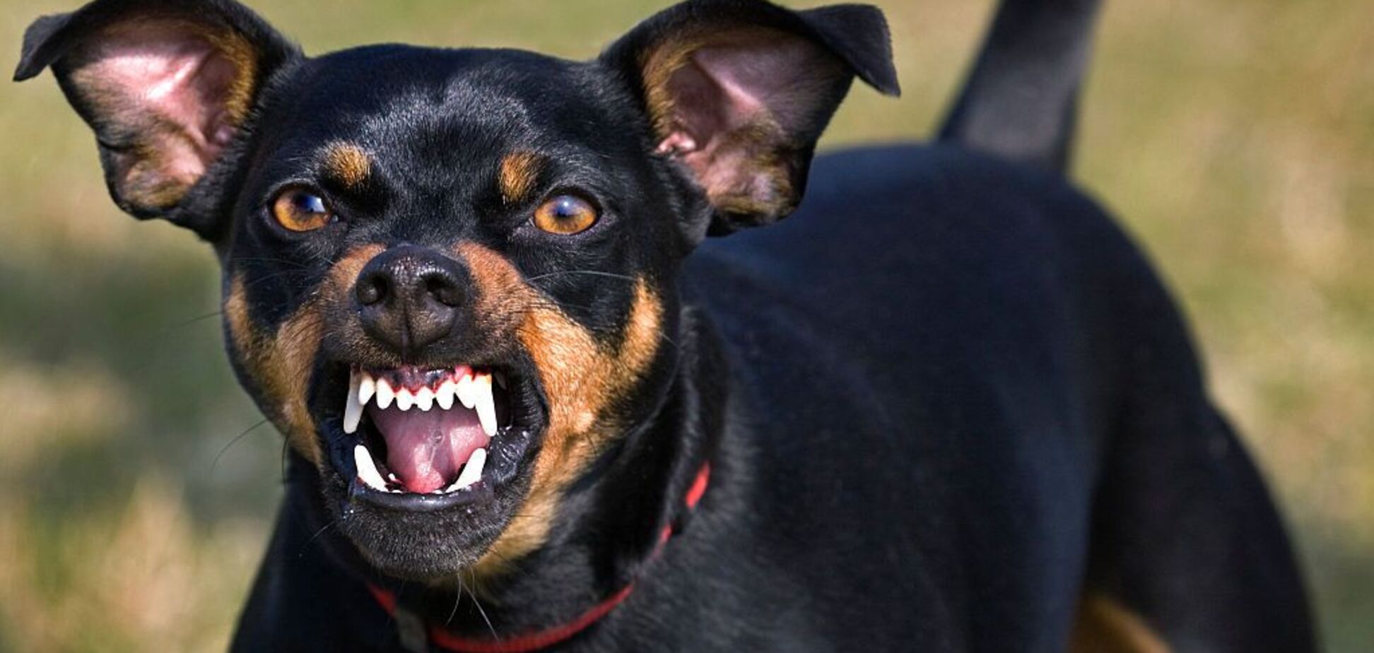 Под Киевом собака покусала 8-летнюю девочку. Фото