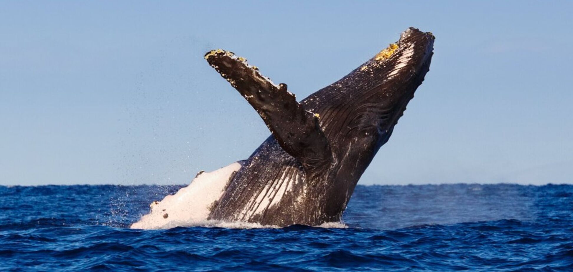 Тільки не кити: чому ці ссавці так рідко хворіють на рак