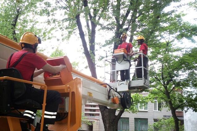 В Киеве агрессивные вороны атаковали малышей в детских садиках