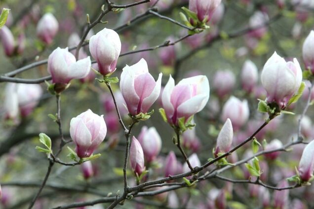 Синоптик уточнила жаркий прогноз по Украине