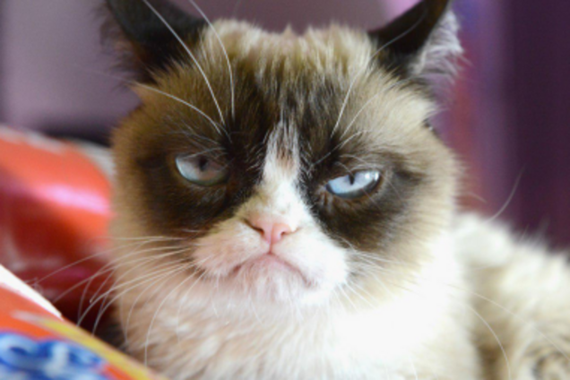 Grumpy Cat (Сердитий кіт)