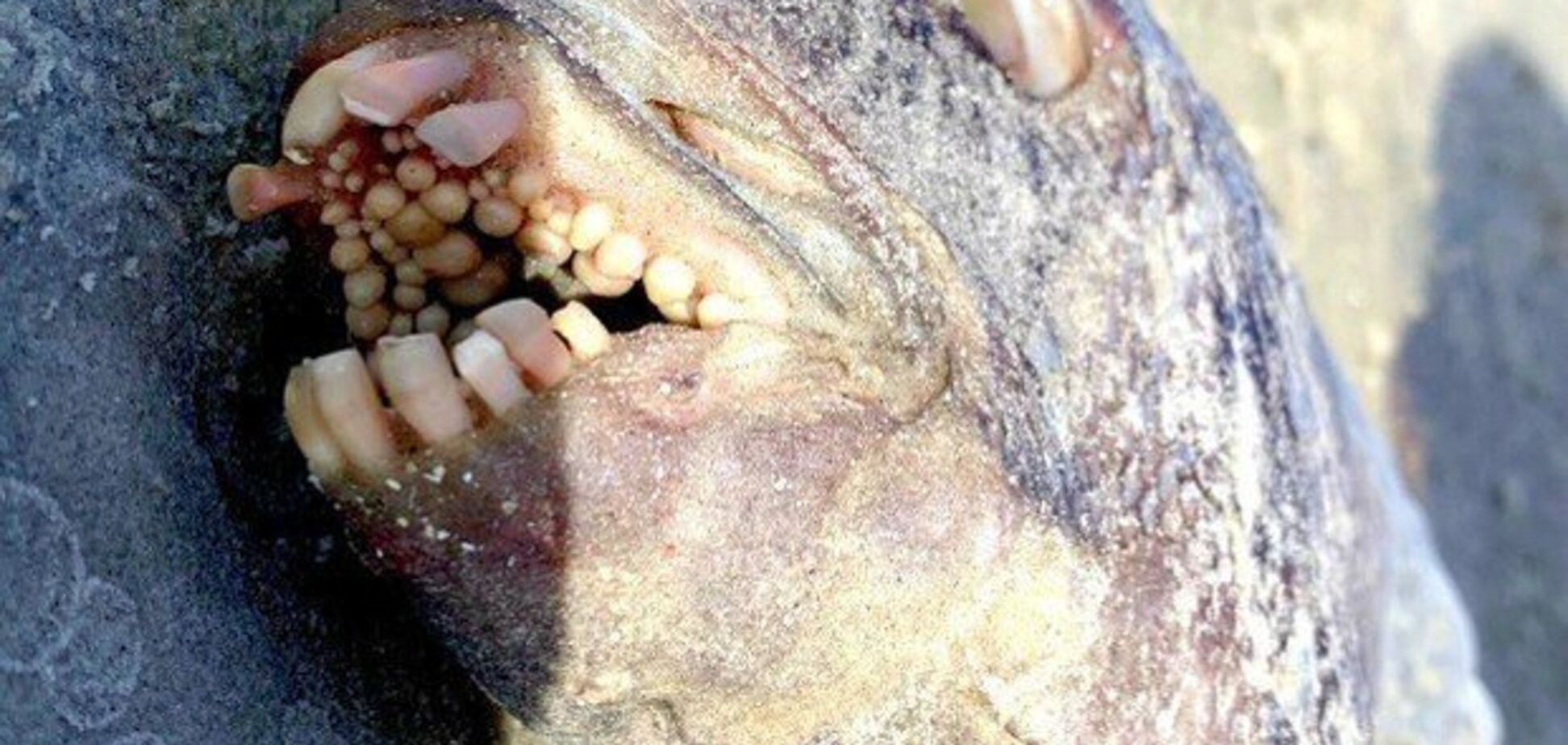 'Була в шоці': американка знайшла рибу з людськими зубами. Моторошні кадри