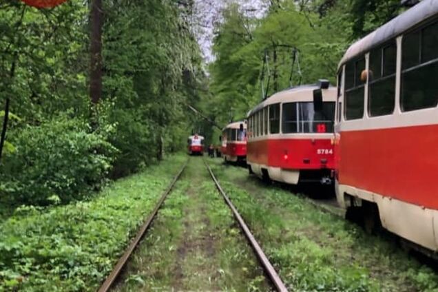 В Киеве на трамвайные пути рухнуло дерево: движение парализовало