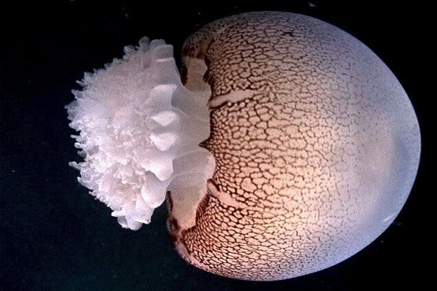 Чоловік знайшов медузу-монстра