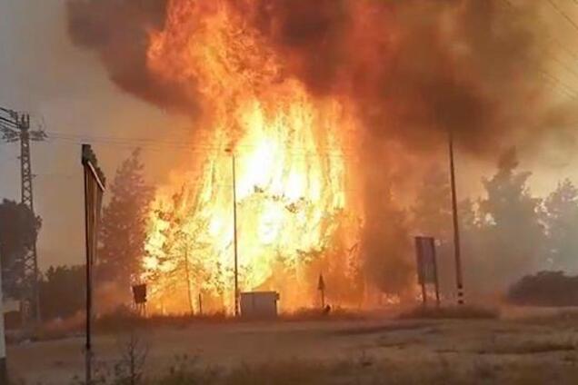 "Огненные шары" подожгли Израиль: леса полыхают, людей эвакуируют. Все подробности, фото и видео