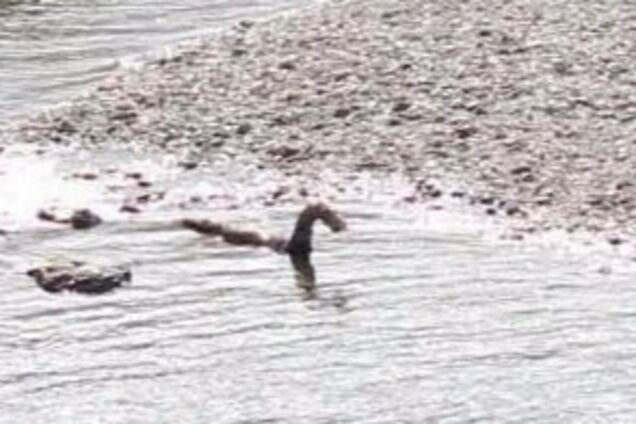 В Канаде увидели загадочное существо и приняли его за брата легендарного чудовища