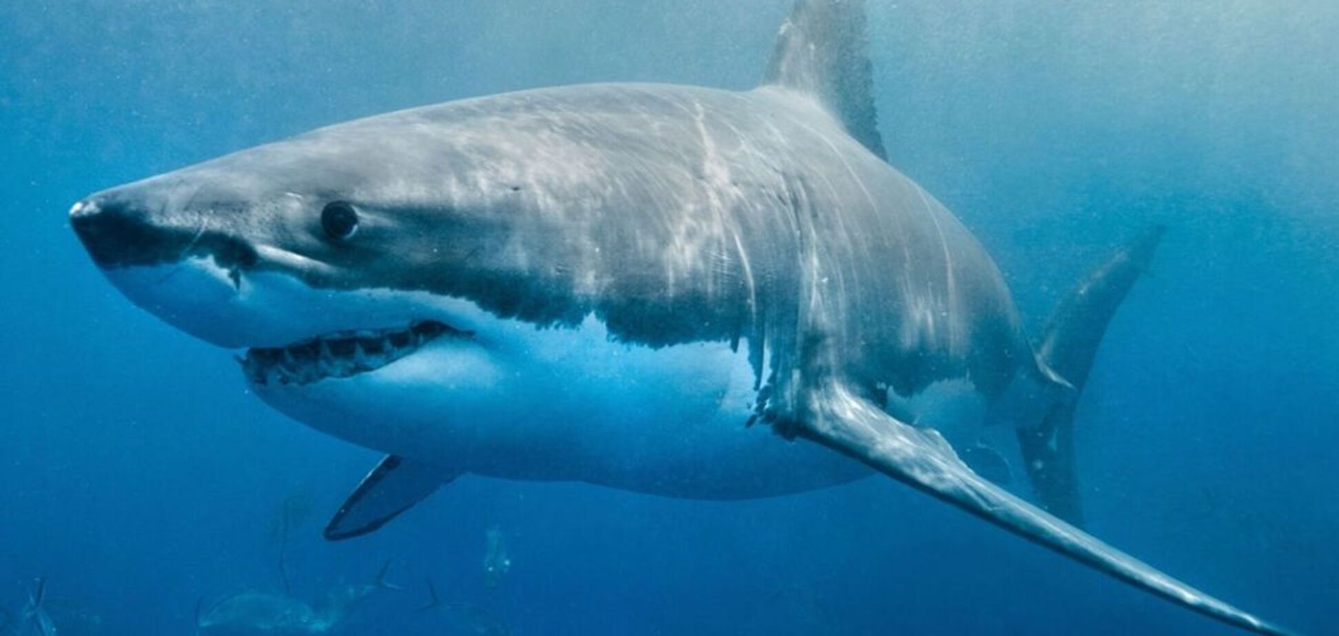 На Гавайях акула убила пожилого туриста