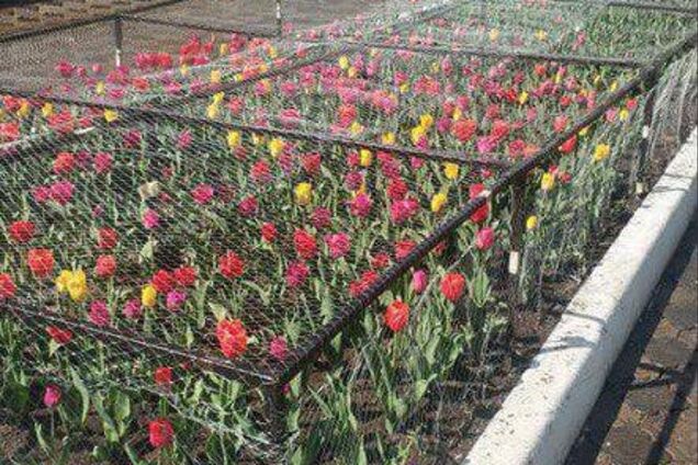 У Красноярську тюльпани посадили за ґрати