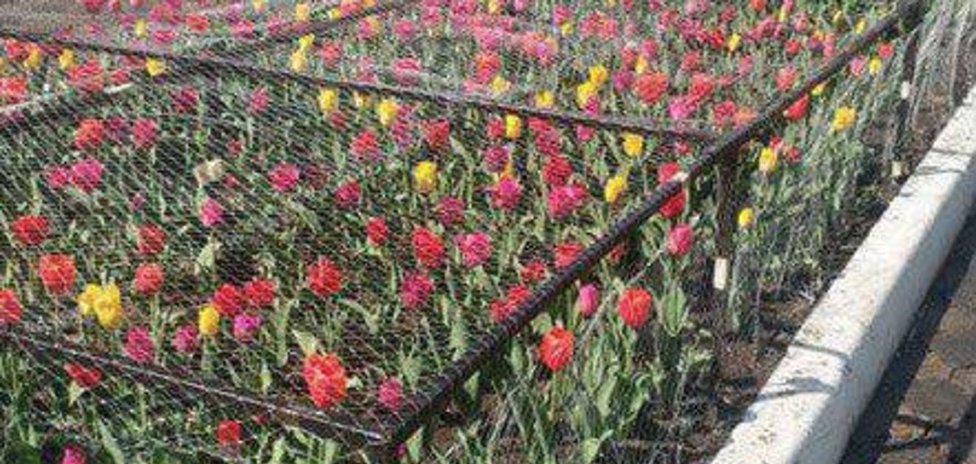 В Красноярске тюльпаны посадили за решетку