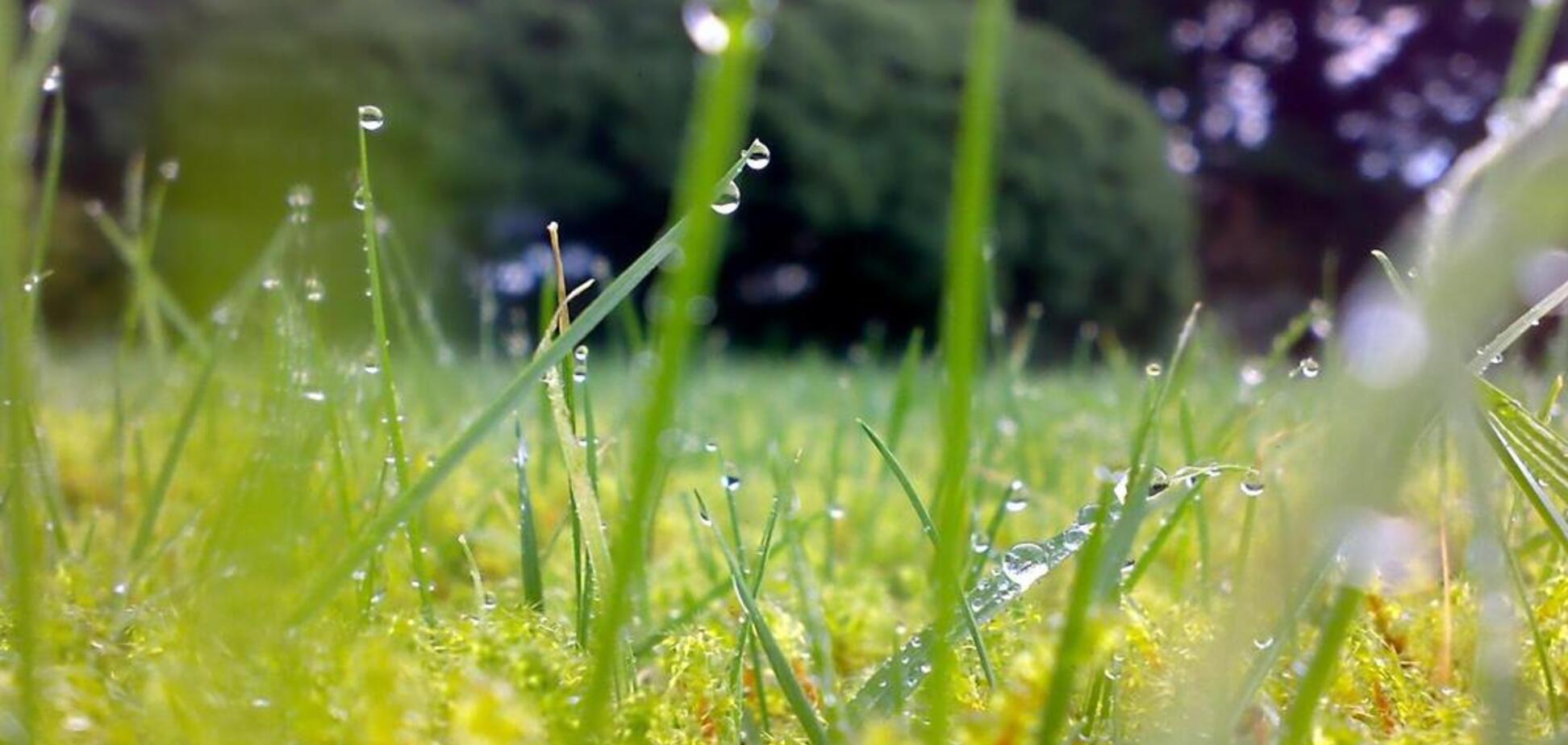 Лето принесет дожди и грозы: появился прогноз погоды в Украине на начало июня