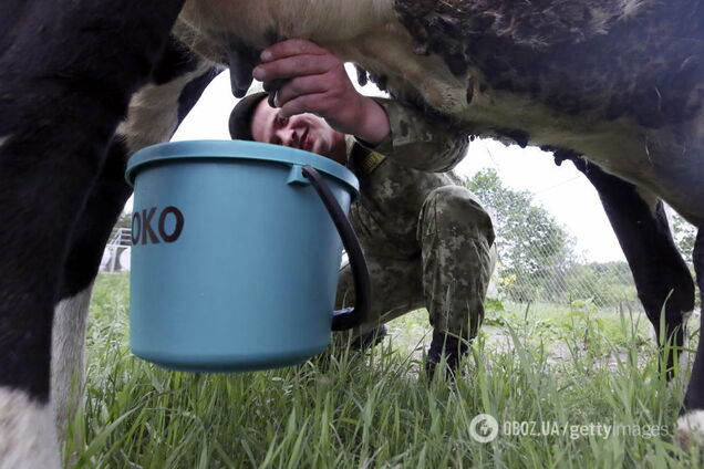 У молоці та м'ясі корів знайшли загрозу смертельної хвороби