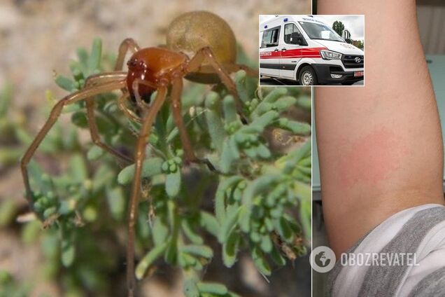 В Украине активизировались опасные пауки: как уберечься