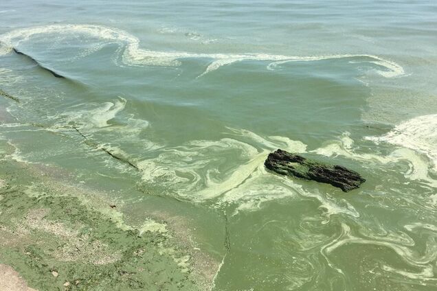 Море в Одессе позеленело от ядовитых веществ: чем это опасно для здоровья людей