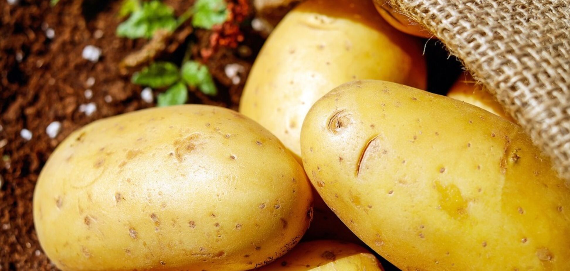 Як приготувати молоду картоплю: 5 кращих рецептів на швидку руку