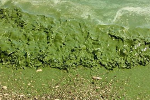 В Одессе позеленело море: украинцы удивили реакцией на ядовитые вещества