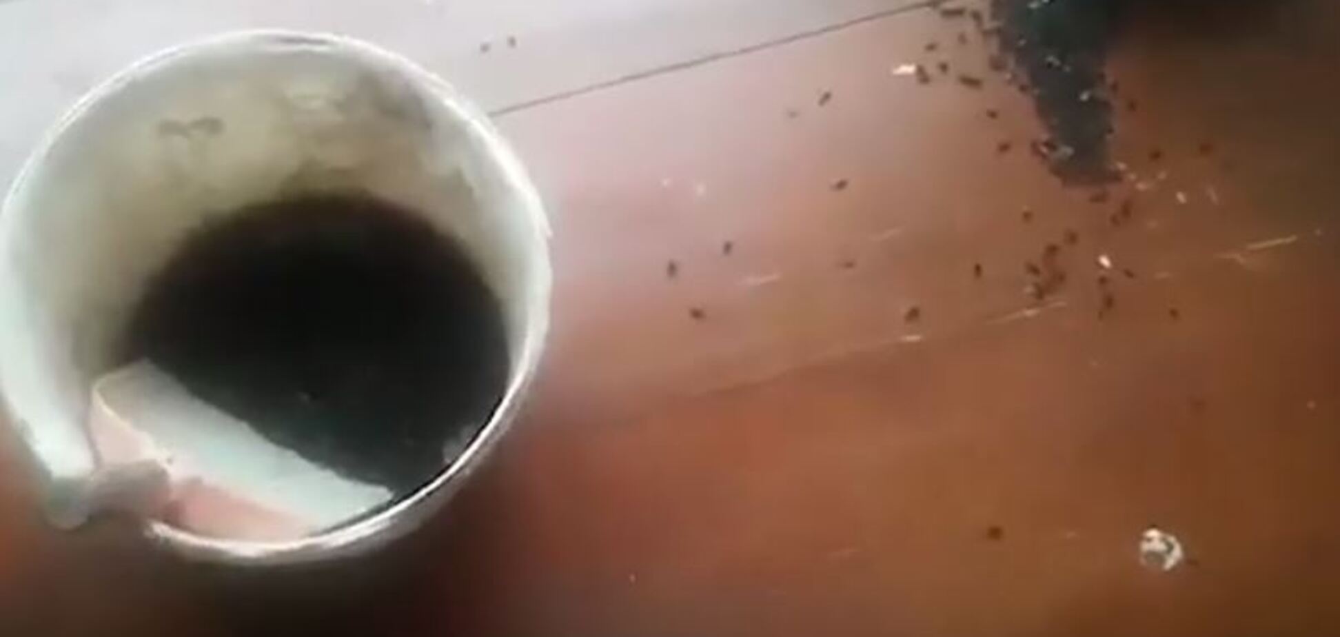 Росію атакували полчища мух: з'явилося відео навали