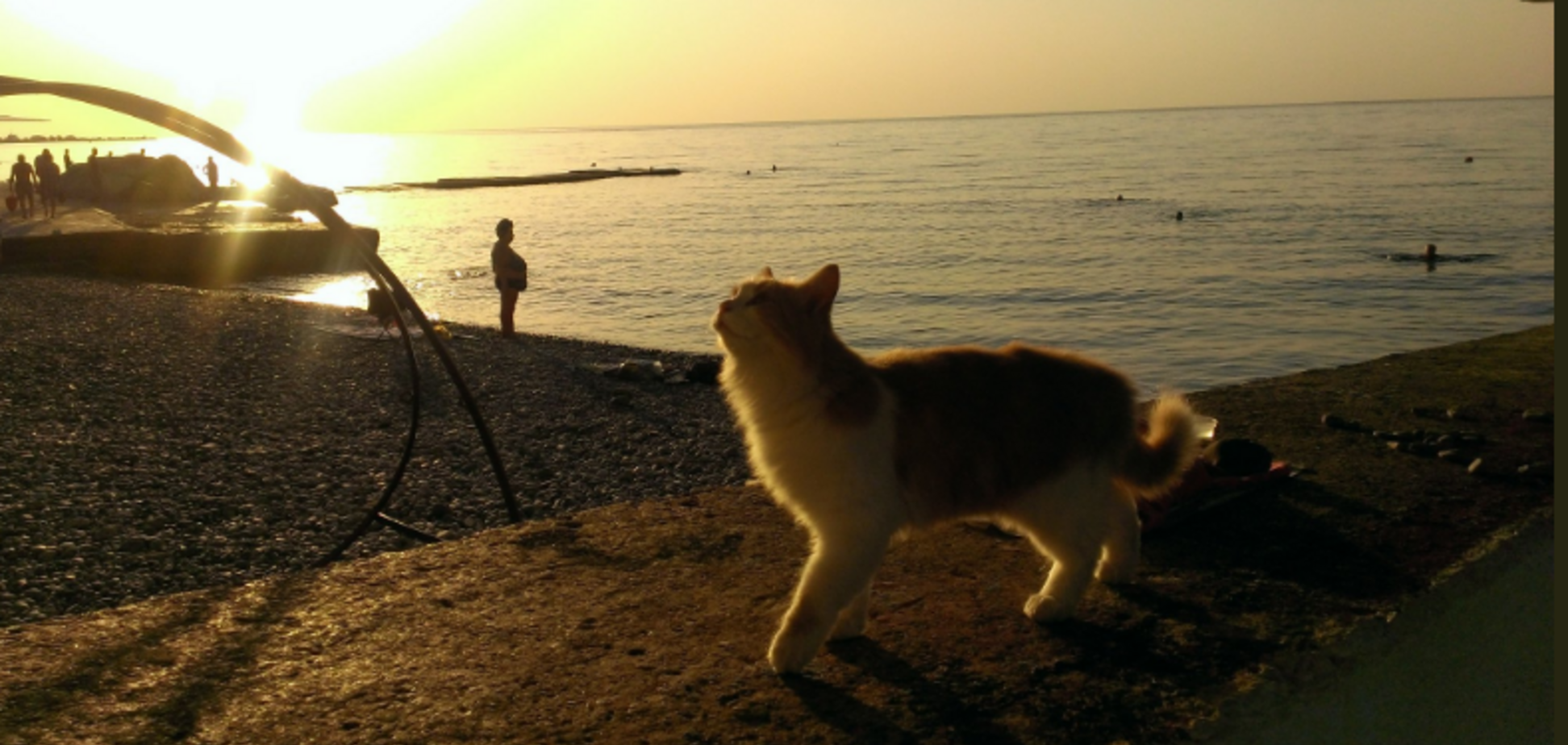 'Котов больше, чем туристов!' Опубликованы фото пляжей Крыма