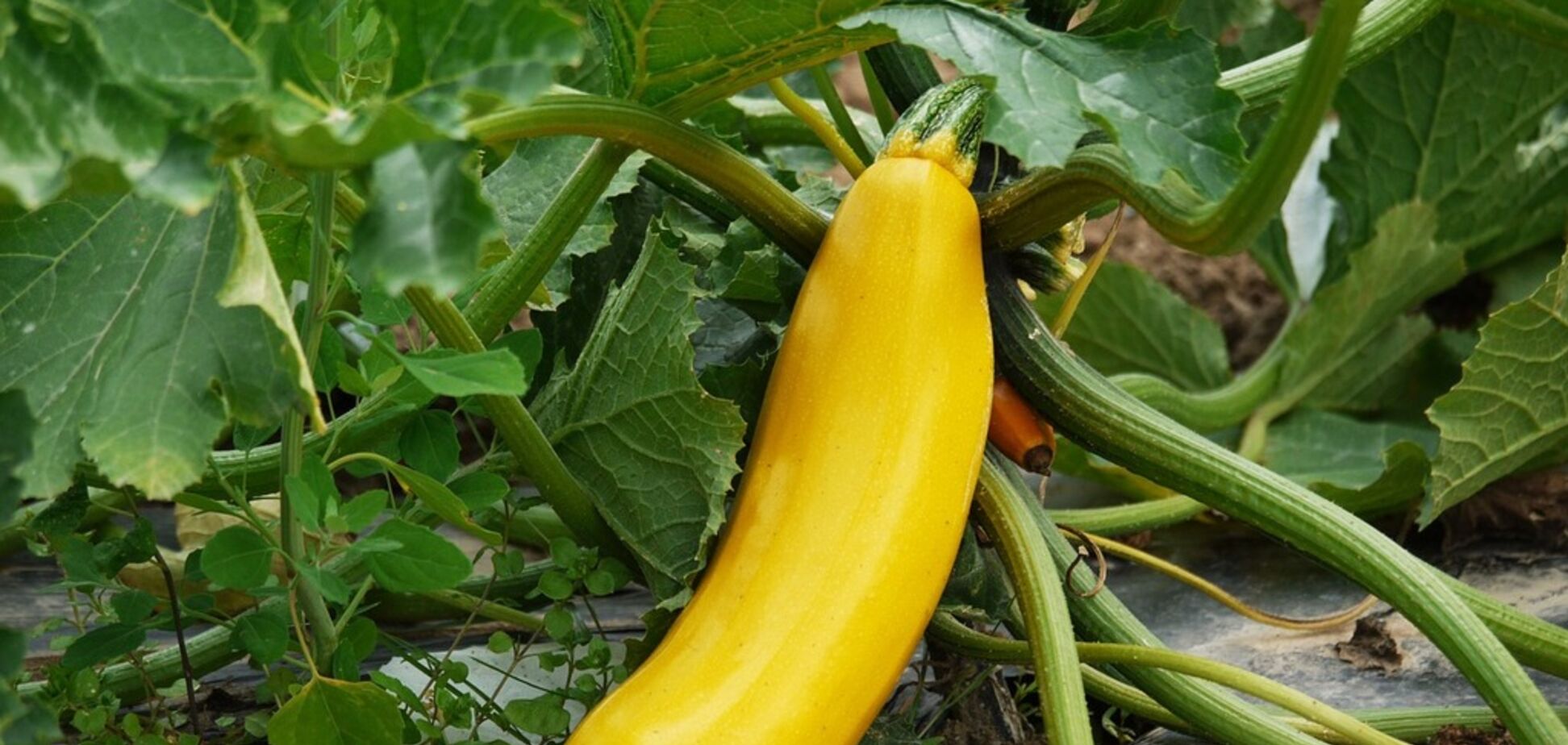 Смачна кабачкова ікра з майонезом: простий рецепт на зиму