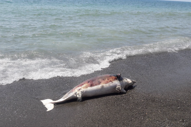 Тільки мертва риба: в мережі показали фото порожніх пляжів Криму