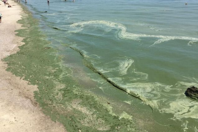 Зеленое море в Одессе