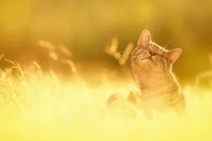 +34: синоптики уточнили спекотний прогноз по Україні