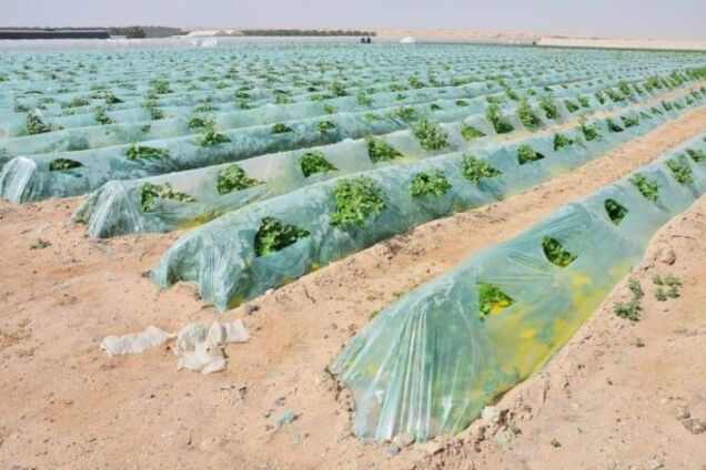 Как в Израиле выращивают овощи на песке