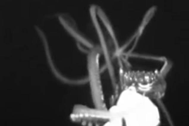 Майже 4 метри! У США виявили гігантського живого кальмара