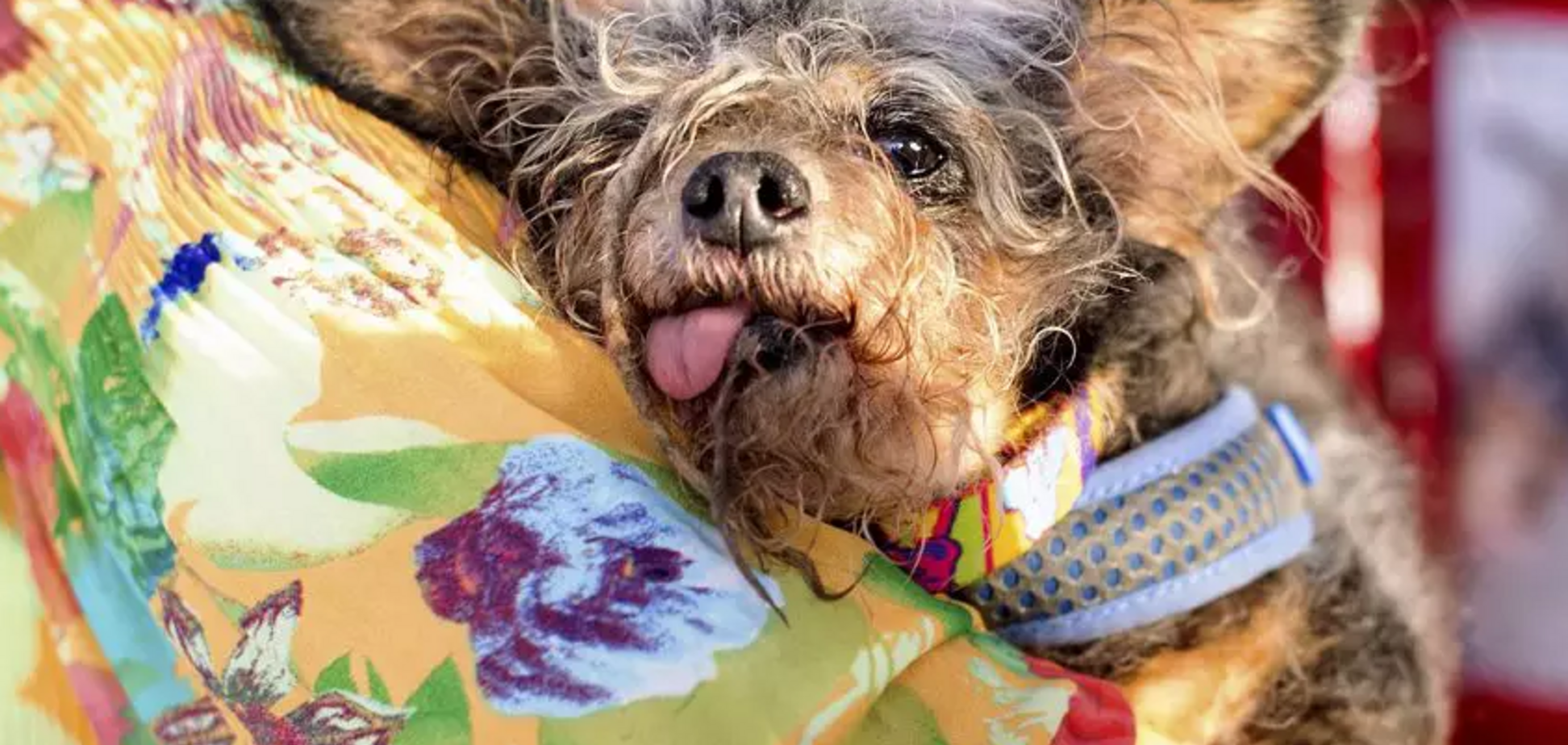 Названо найпотворнішого собаку в світі: опубліковані фото