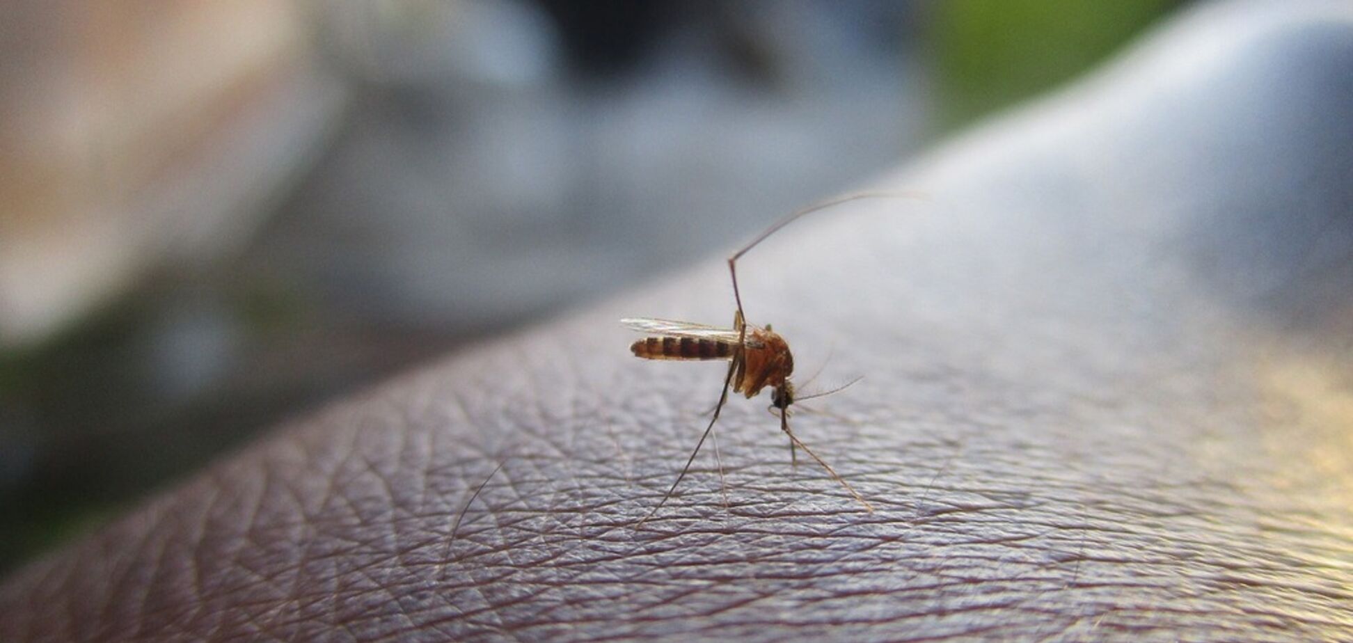 Кого найчастіше кусають комарі: вчені дали відповідь