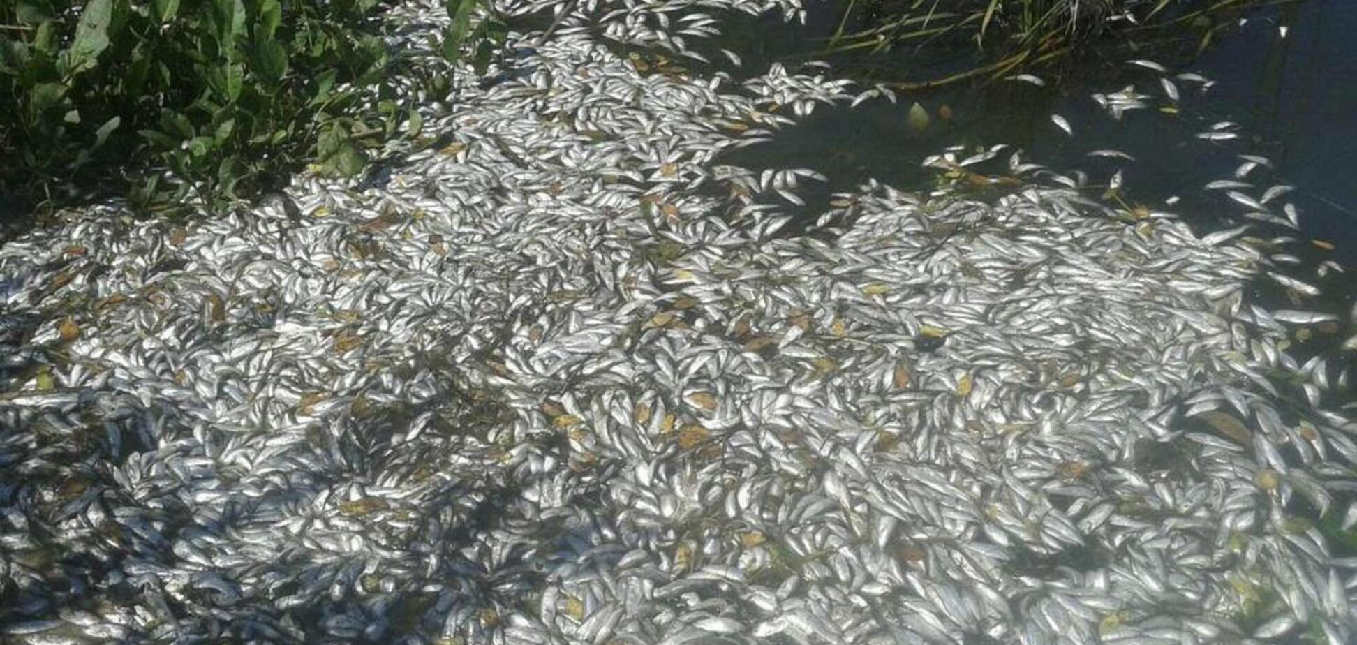 Экокатастрофа на Днепре: Томенко показал жуткие фото и назвал виновных