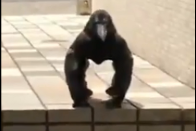 "Ворона-горила переслідує вас": нова оптична ілюзія перелякала мережу
