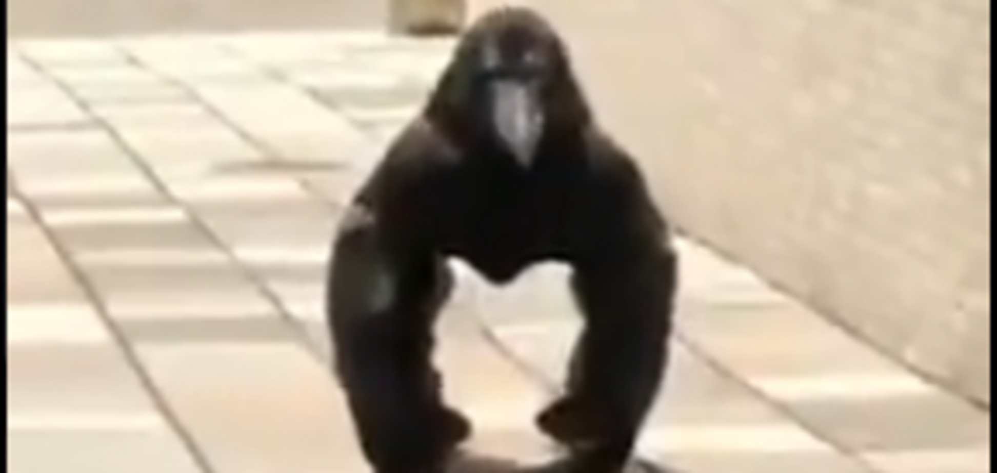 'Ворона-горила переслідує вас': нова оптична ілюзія перелякала мережу