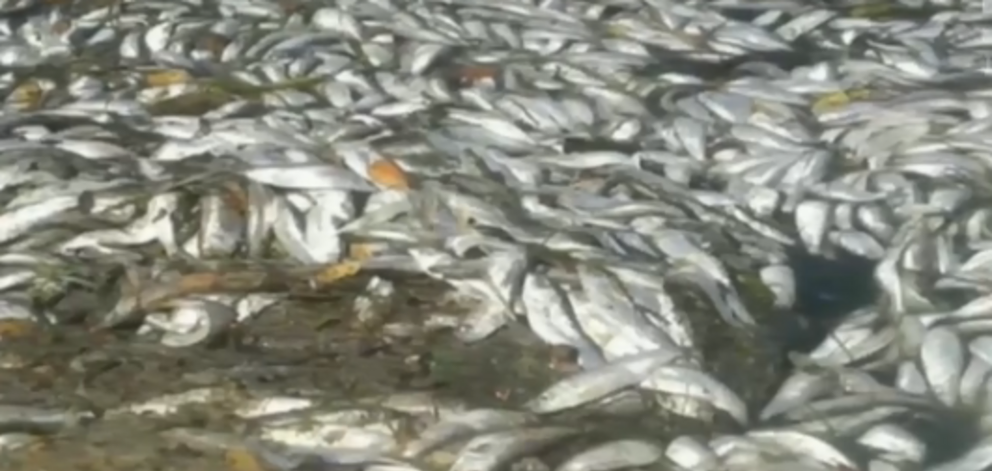 'Страшно заходить!' Днепр отравили неизвестным химическим веществом