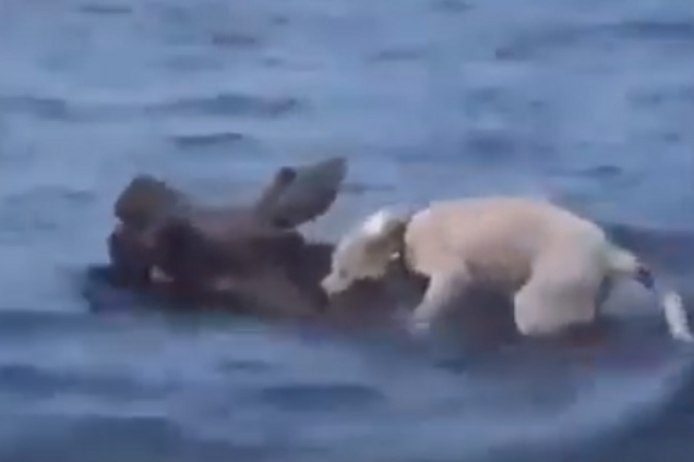 'Как скучно я живу!' Собака верхом на плывущем лосе вызвала завистливый ажиотаж в сети