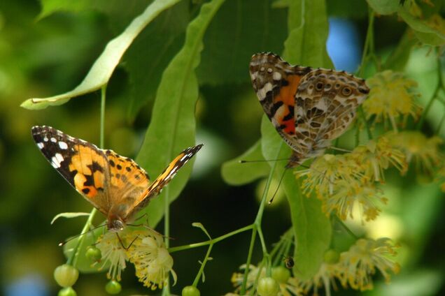 'Их миллионы': в Киеве заметили нашествие бабочек