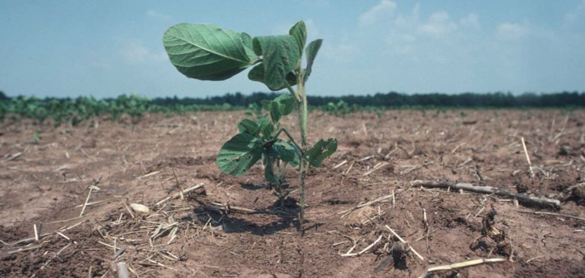 Гибнет урожай: в Крыму забили тревогу из-за последствий оккупации