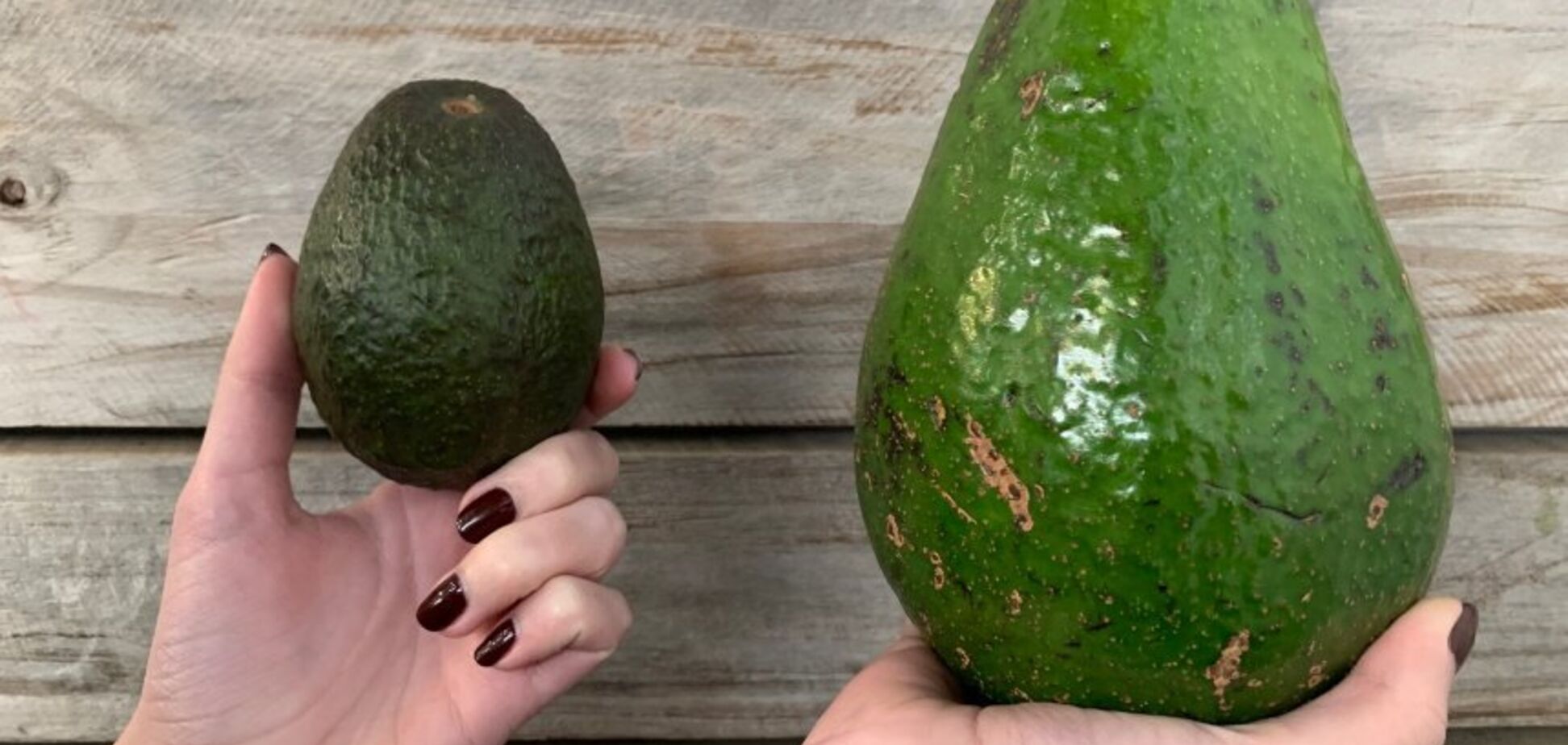 В Австралии начали выращивать гигантский авокадо