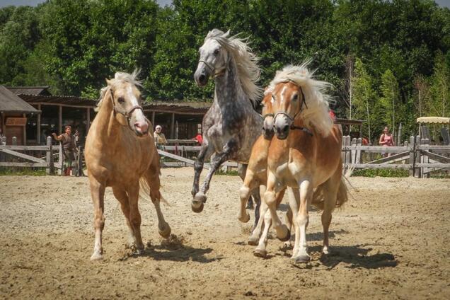 Под Киевом пройдет шоу-выставка лошадей